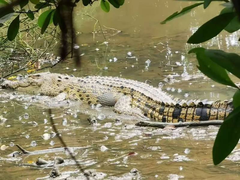 新加坡雙溪部落濕地（Sungei Buloh Wetland Reserve)