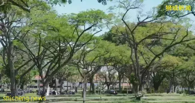 人口密度极高的新加坡,为什么却不拥堵