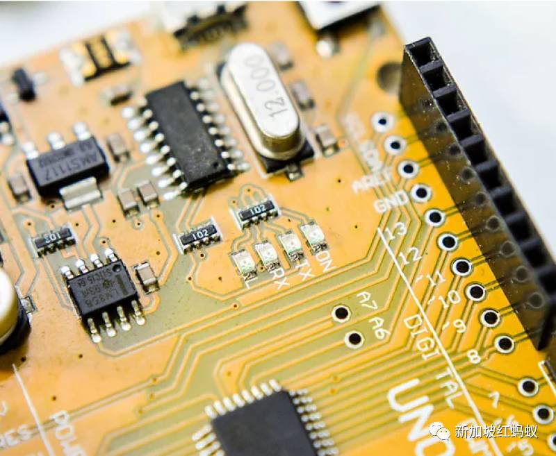 這些小小的蟲子,能改變新加坡的未來