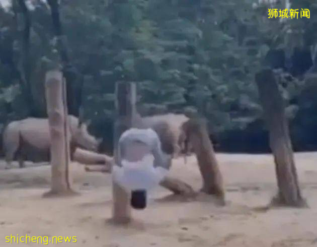 新加坡19岁网红涉嫌虐死青蛙、擅闯犀牛展区,直接被“下狱”