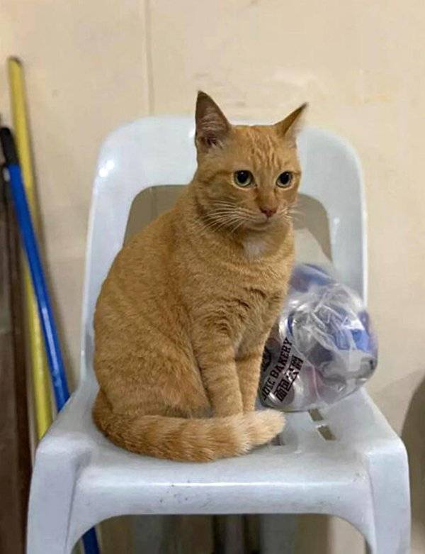 阿黄被撞死  居民追思献花