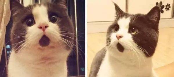 現在薪水xxx元,馬上准證就拿不到了,我還能留在新加坡嗎