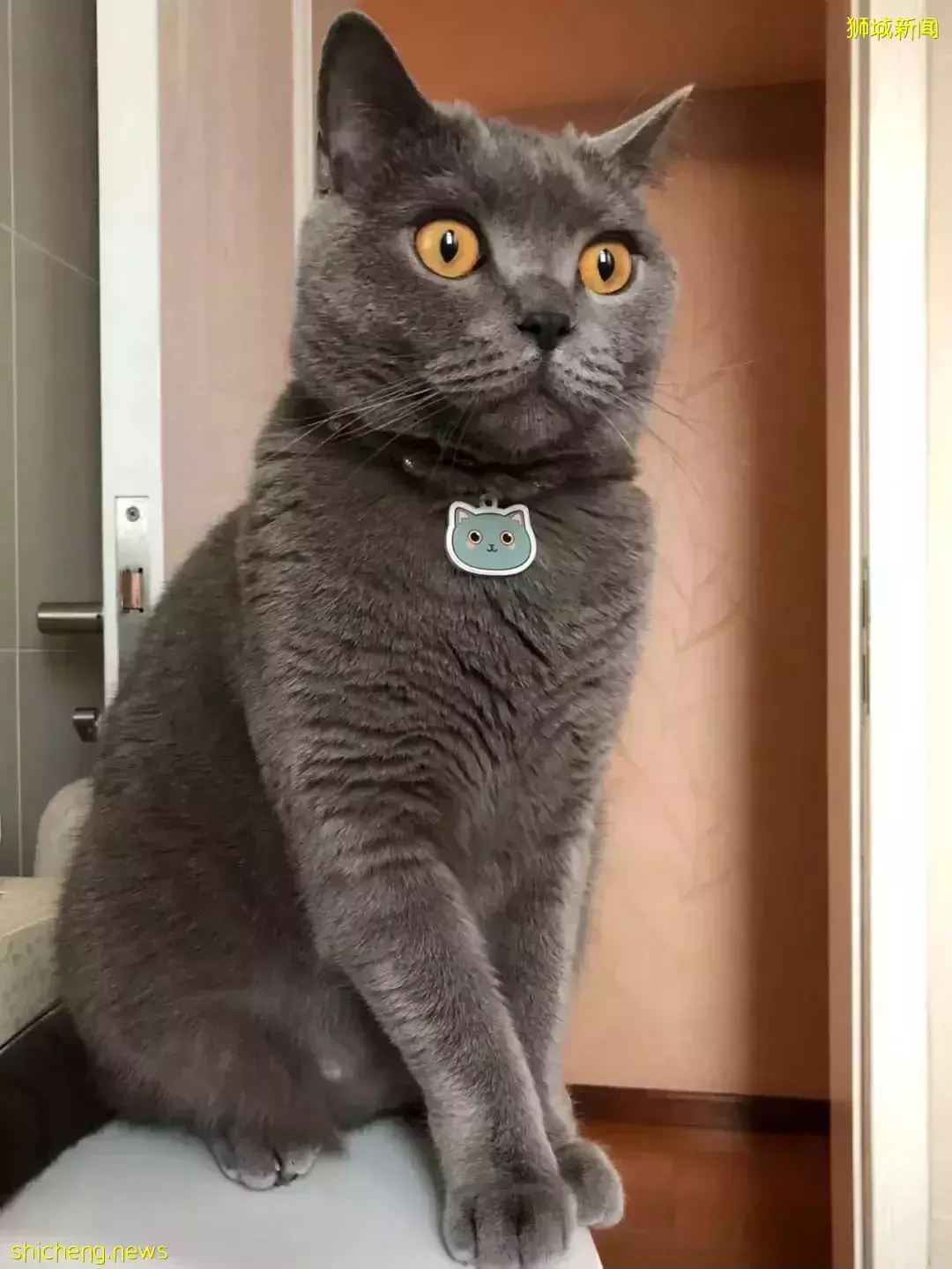 耗时6个月,隔离30天,我的宝贝终于来新加坡跟我团聚了