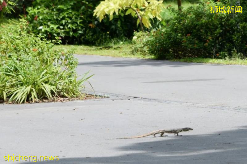 建築旅行 | 新加坡小衆景觀公園!