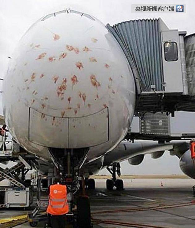 新加坡航空公司客机巴黎降落时遭群鸟撞击 现场惊人（图)
