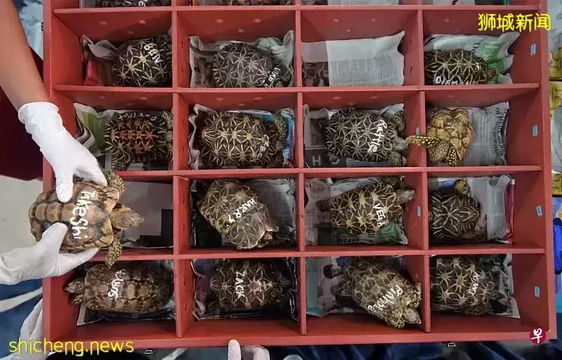 獅城國會通過修正案 加重販賣瀕危物種刑罰