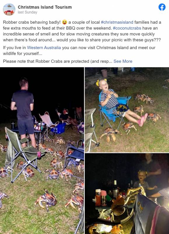 突發！這個海灘驚現一群巨型椰子蟹，還搶燒烤吃！新加坡也被鳄魚、蜥蜴、蟒蛇、水獺、猴子、野豬、野雞嚇到過