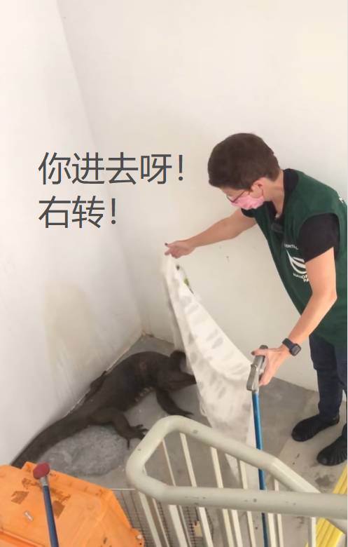 全民围观抓蟒蛇、抓蜥蜴！这样的新加坡有点刺激