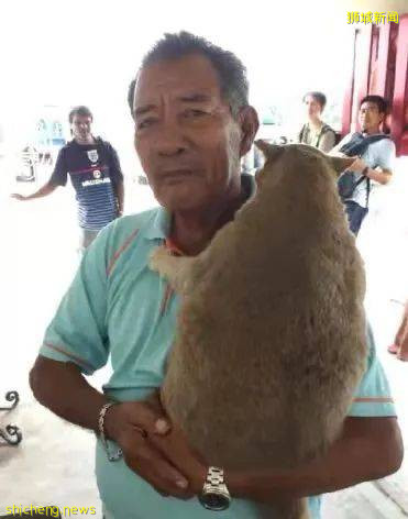 圣约翰岛的迎客吉祥猫因病离世，网友们纷纷发文悼念