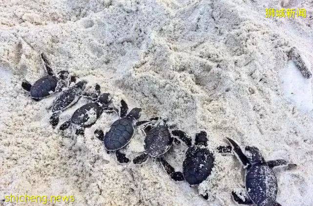 新加坡後花園10大旅遊島