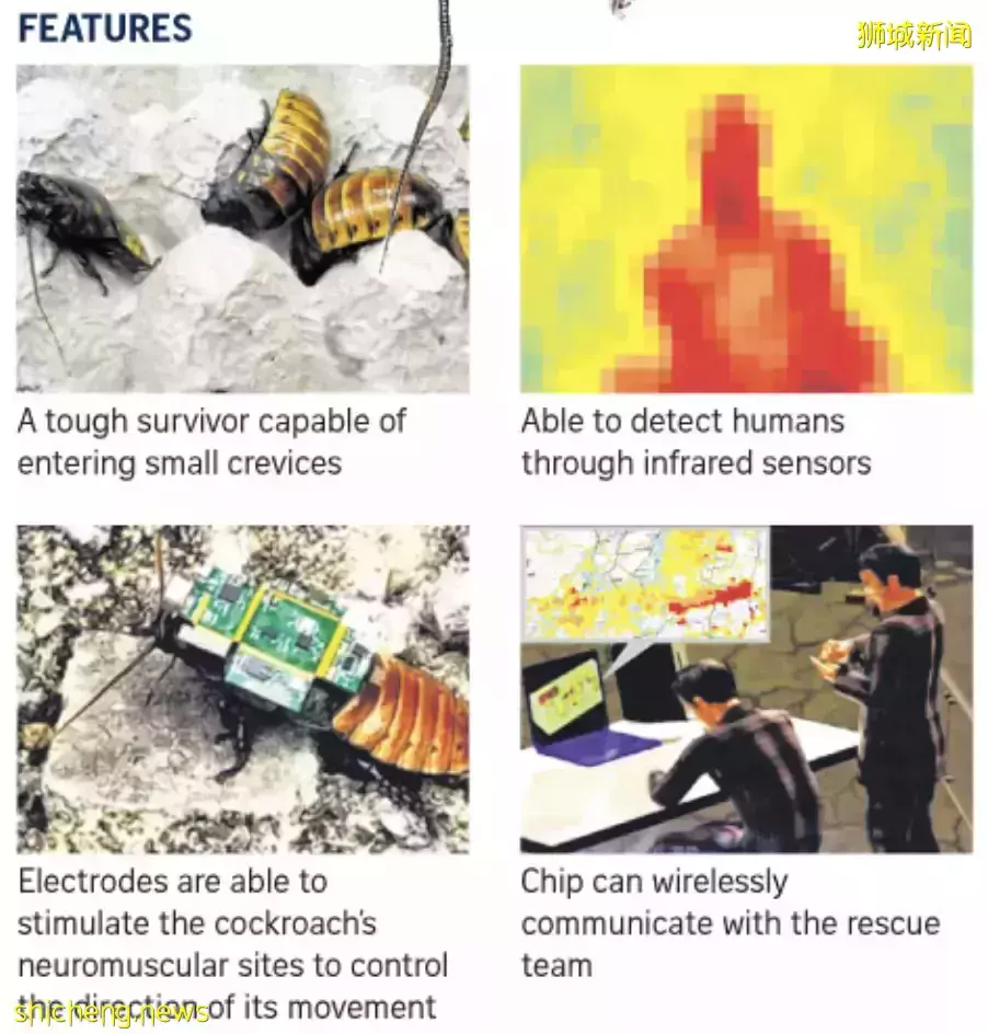 蟑螂恶霸?NTU 科学家研发救援用机械蟑螂