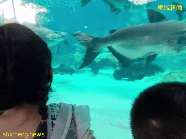 门票6折！一只恐龙有多大？亚洲首个积木恐龙世界，超过60只在新加坡动物园和河川生态园与你捉迷藏