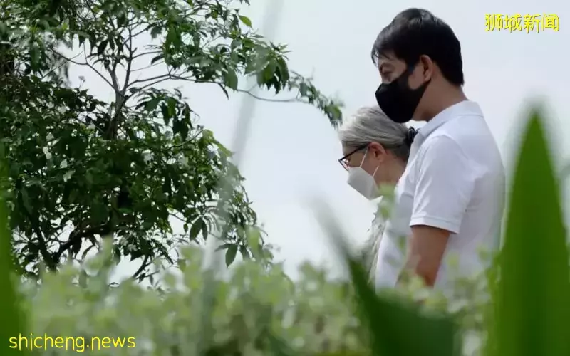 他們以骨灰撒土與至親告別