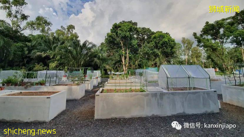 登高遠眺，解鎖新加坡新地標山丘步道、蝴蝶園和遛狗場