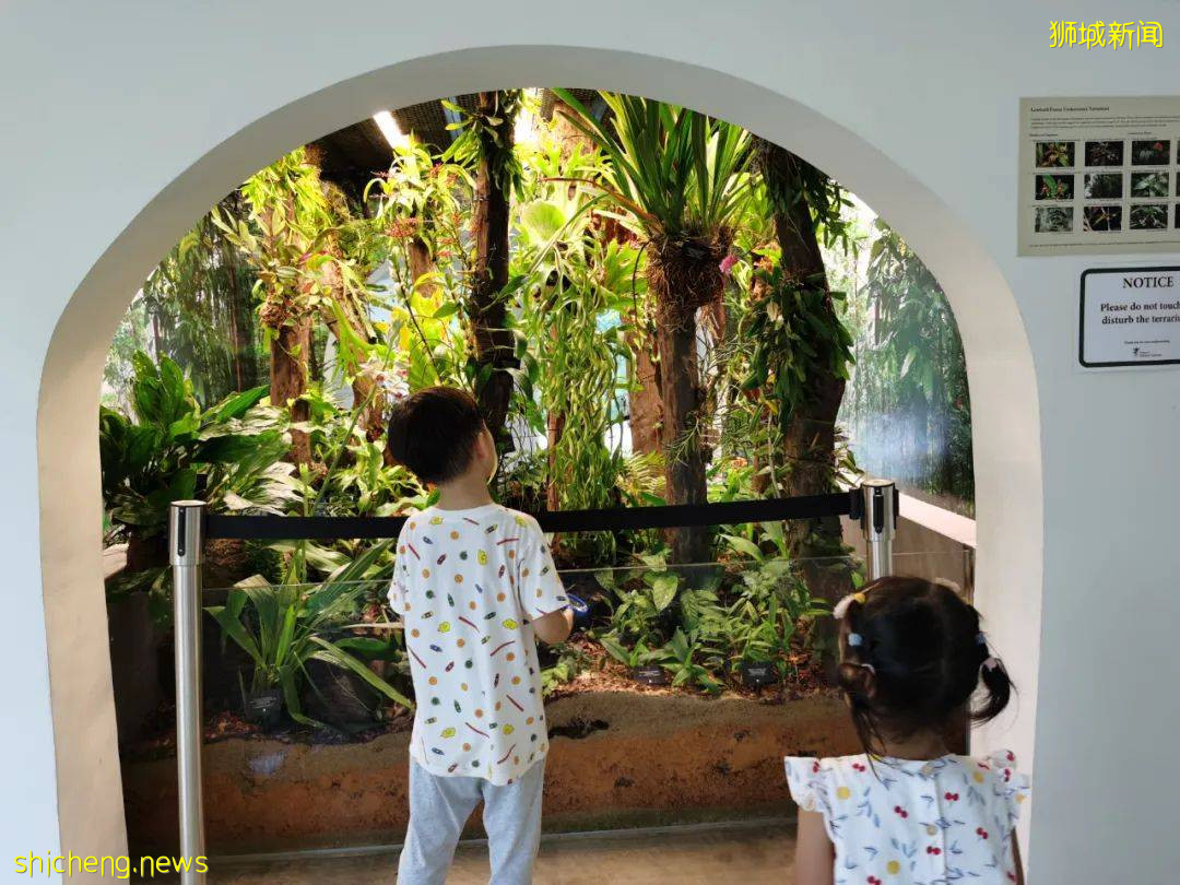 叢林遊樂場、自然博物館、山路徒步……新加坡這個公園翻新後更好玩啦