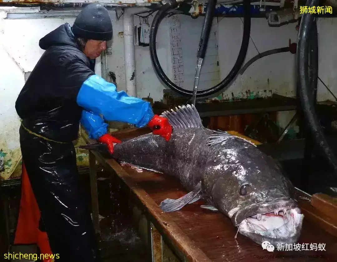 新加坡竟有26%海产被贴错标签 鲨鱼被标成海鲂、齿鱼标为鳕鱼