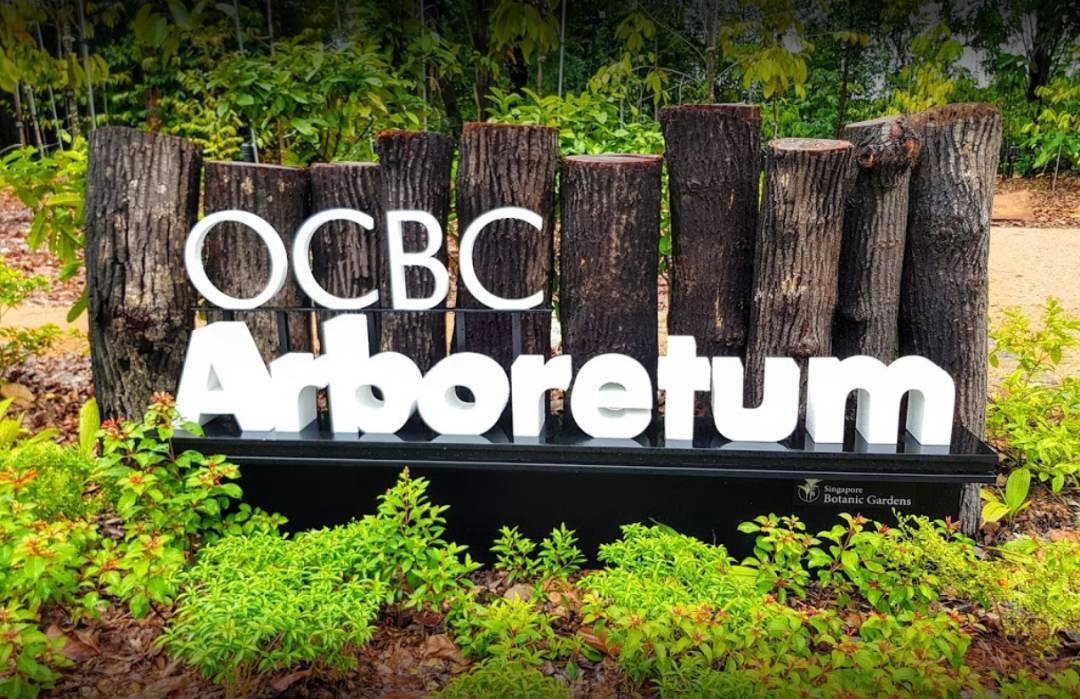 新加坡植物園爆火新景點,不知道怎麽去?手把手教你遊玩攻略