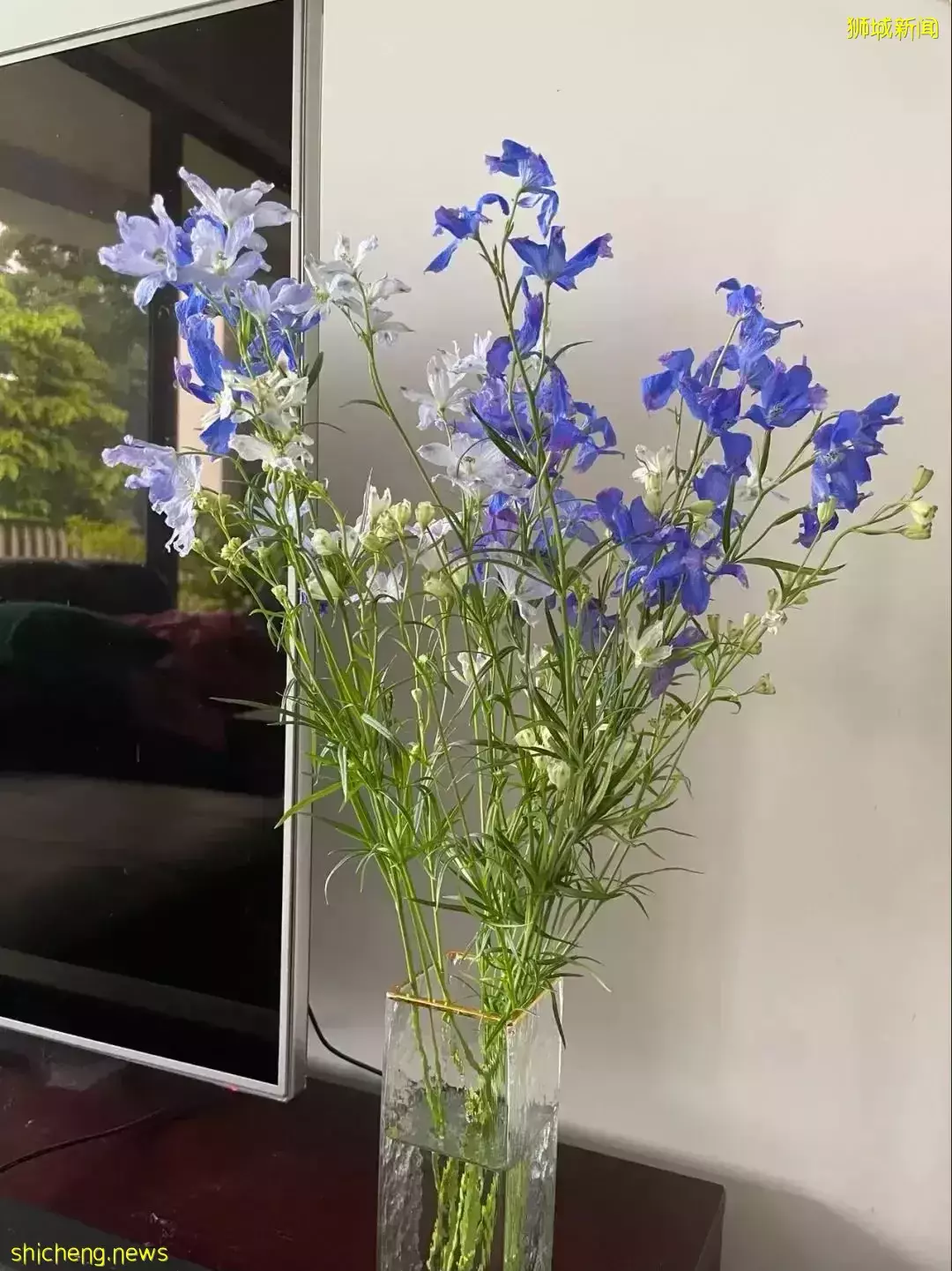 鮮花在熱帶也能養1個月？資深花友新加坡買花、養護大揭秘