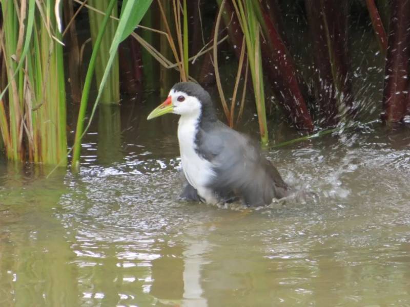 觀鳥、陡坡、嬉水、看夕陽,13條新加坡最美親子騎行路線