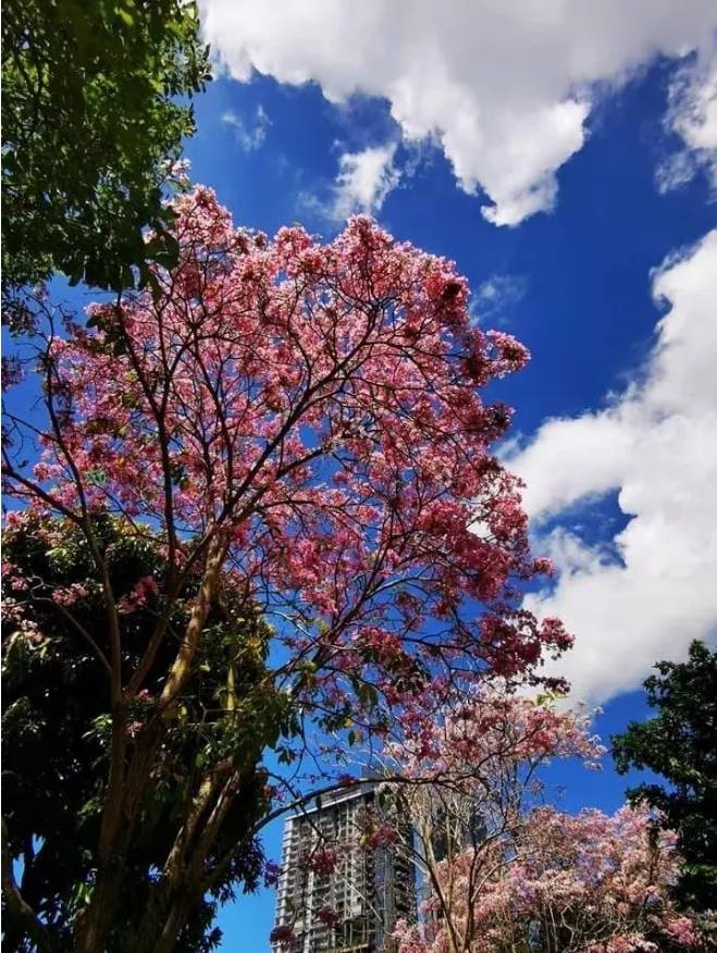 刷屏啦！新加坡秒變花花世界，美到窒息