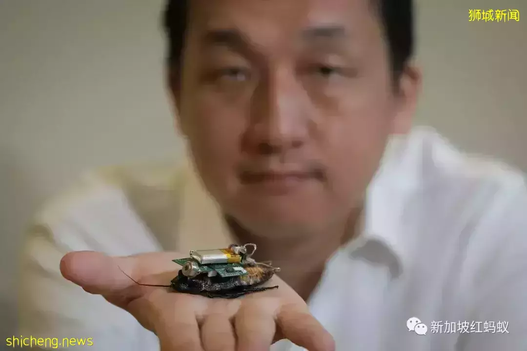 “小强”华丽转身　新加坡工程师赋予新使命：到灾难废墟寻找生还者