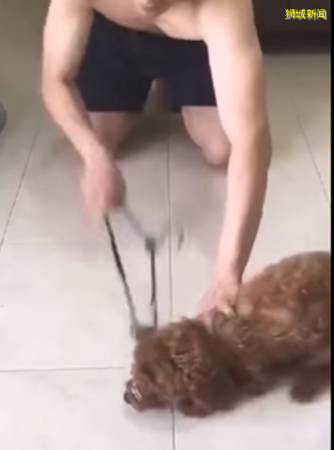 把贵宾狗当沙包打 半裸男虐犬过程放上网