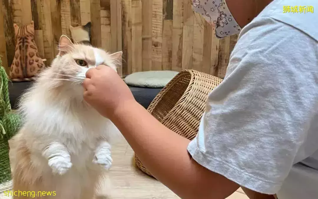 聊天、喝咖啡、撸貓……新加坡愛寵人士聚會好去處,軟萌貓咪等你來