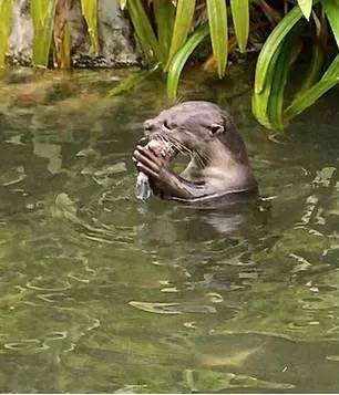 闯入公寓泳池、吃光鱼塘锦鲤!这群玩意在新加坡太嚣张了