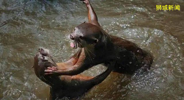 新加坡“惡勢力”源頭所在的“寶藏地”在哪裏