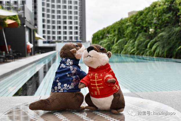一群水獭惊现新加坡酒店，带娃带情侣开启超萌宅度假
