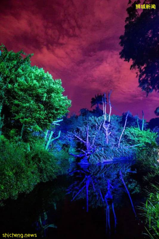 新加坡動物園沉浸式多媒體夜行體驗“RAINFOREST LUMINA”|CAAPA周末分享!