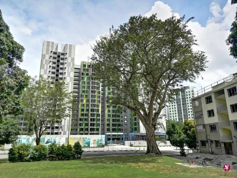 新加坡是花園城市，但你可知道承載最多集體回憶的“五棵樹下”在哪裏