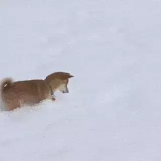 【苟活】我是新加坡第一個因爲大姨媽失血過多而進急診的衰狗嗎