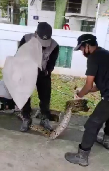 裕廊西1号大街发现蟒蛇，请善待身边每一个生命