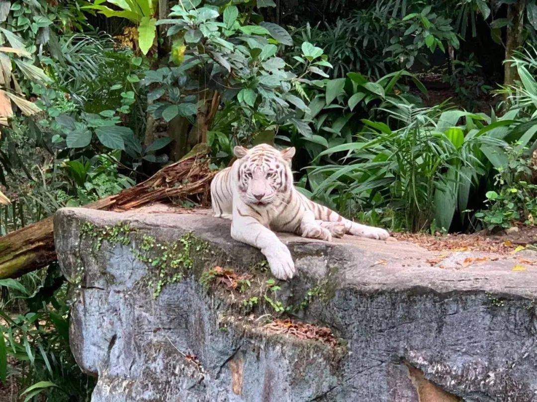行走獅城——新加坡動物園