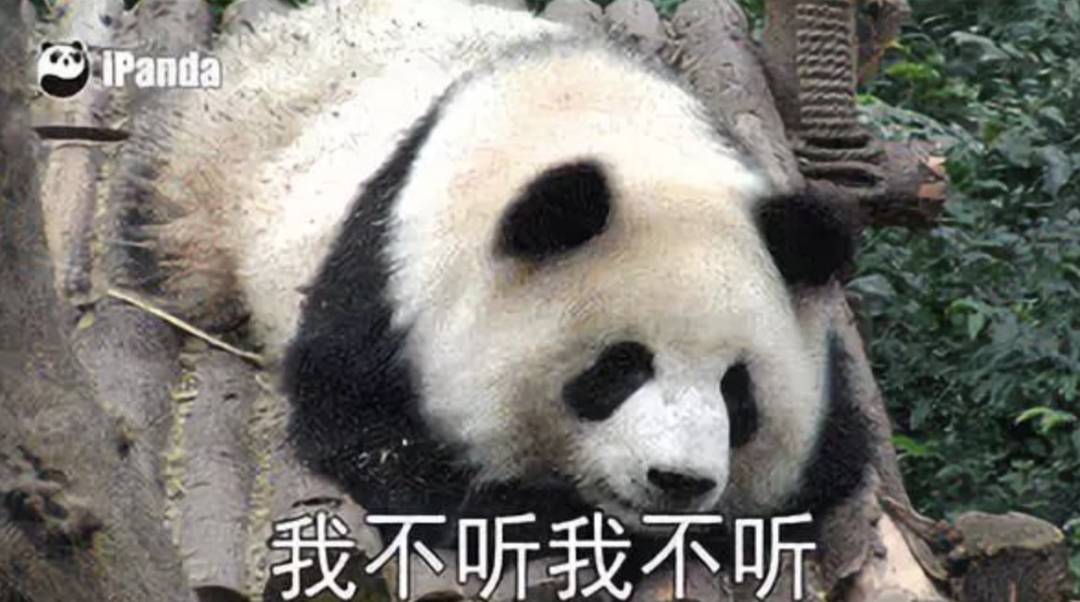 英国计划把大熊猫退回中国,养不起了~“看新加坡的熊猫多好命!”