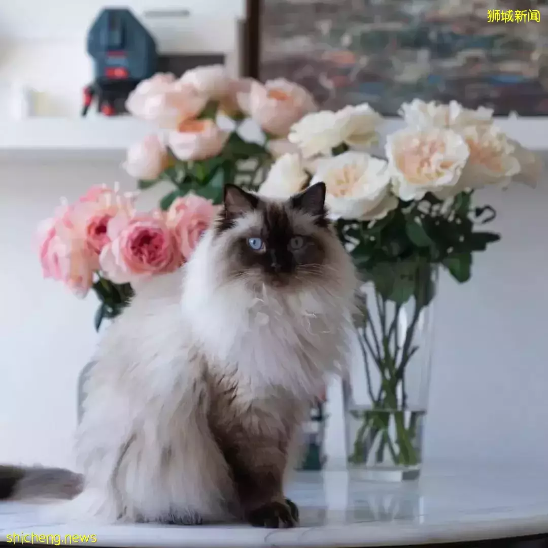 吸猫撸狗不是梦，5家新加坡宠物咖萌到犯规