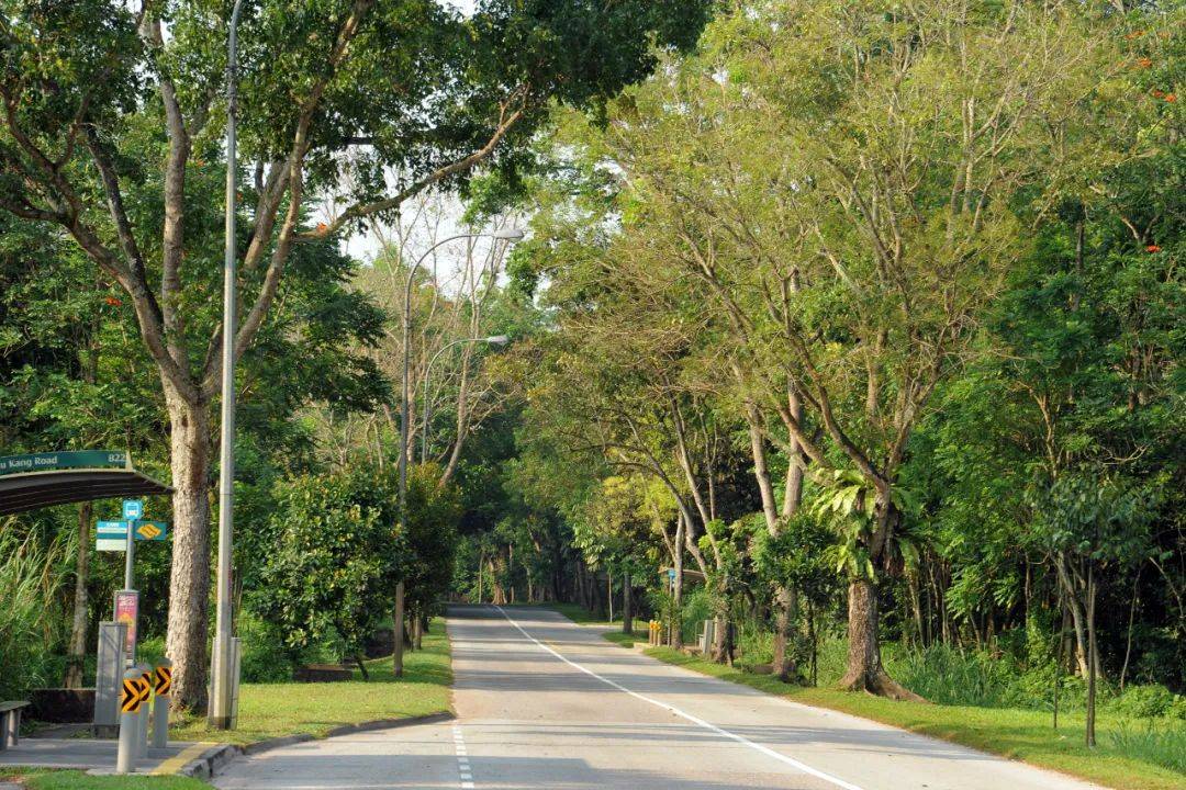 爆赞!新加坡10条最美巴士线路,花最少的钱玩遍全岛