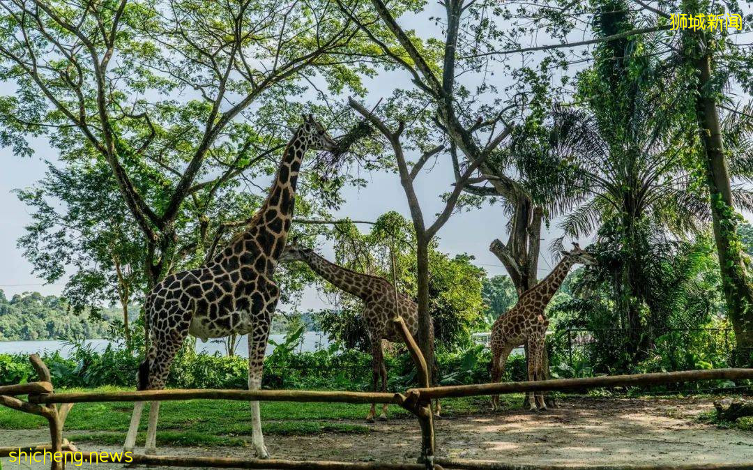 攻略獅城 即刻出發,感受“新”玩法