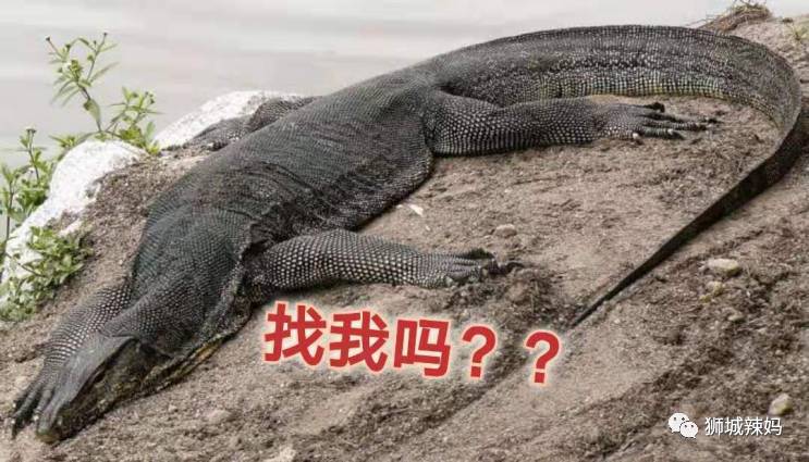 500种热带动植物免费看!超大蜥蜴、候鸟、鳄鱼,新加坡这地儿你肯定没来过