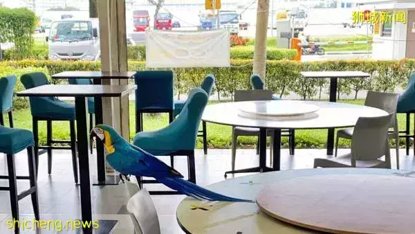 鹦鹉被老鹰吓走 饲主贴寻鸟启示 终在咖啡店找回