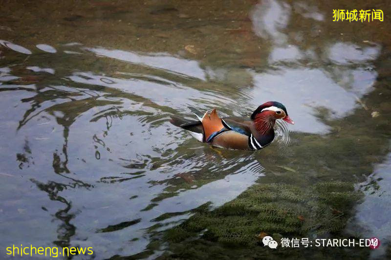 新加坡租屋区出现鸳鸯！你认识坡岛上这三种常见小鸟吗