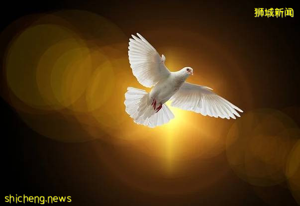 新加坡人說的Pai seh,是什麽意思