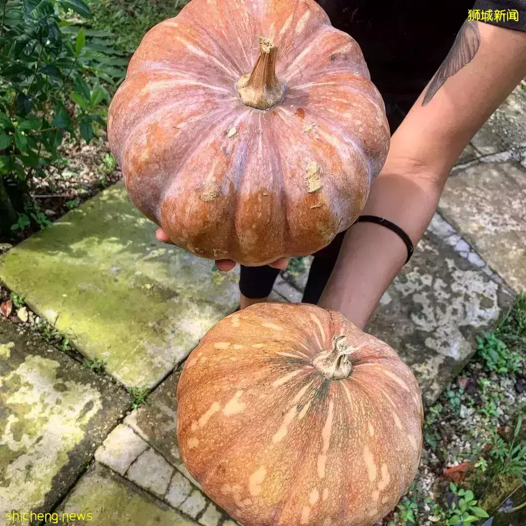 下水抓蛙、摘菜摸鱼、开土摩托……我带娃体验了一把新加坡的农家乐