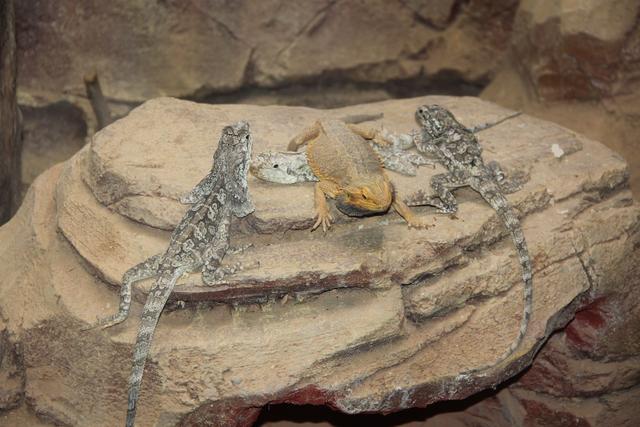 世界十大动物园之一：新加坡动物园，确实不一样