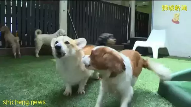 宠物寄宿中心业者：4月开始生意增加四成左右