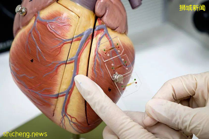 NTU 学者研制出用于研究血管疾病的3D模型