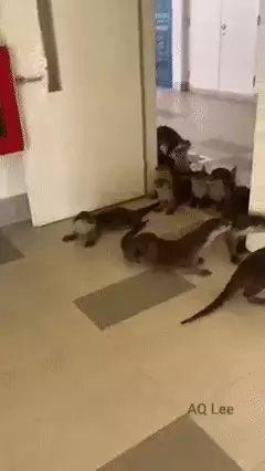 在新加坡，你見過熱戀中的水獺嗎