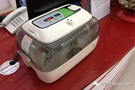 遭HDB人员登门盘查被告知,新加坡组屋不能养猫!这些“毛小孩”也不能出现