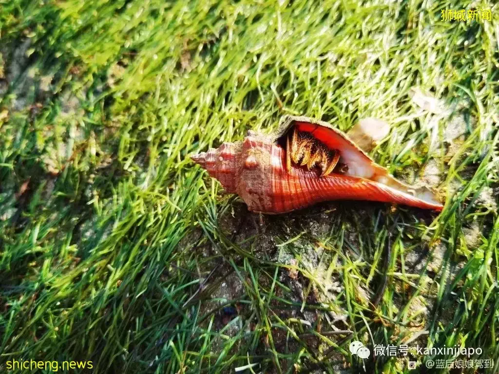 去樟宜海滩赶海吧,那里有最美的日出和从未见过的海洋生物